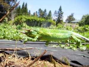 A teenaged Jackson joins the elite pest control ranks this week