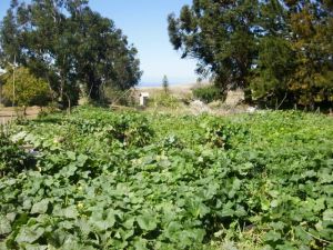 Side view taken Nov 1, 2013