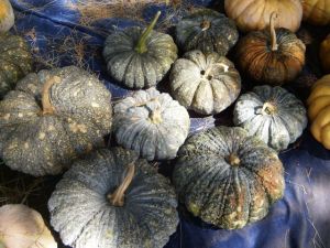 Thai Pumpkins in the Curing Station