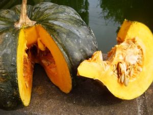 My newly created organic squash (very non-gmo)