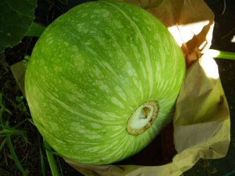 Rare Squash From Gori, Republic of Georgia, Central Asia Now Growing in Hawaii