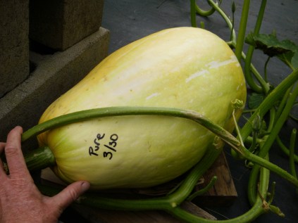 Giant Pink Banana Squash from Uganda