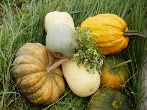 success! Growing squash with the Native Hawaiian Ilima plant