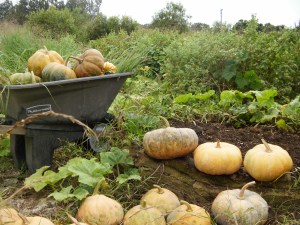 No-till using Ilima as a companion