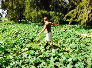 The mini-farm at 10 months old