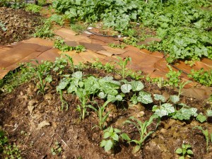 three sisters method of beans, corn, and squash, surrounded by reclaimed cardboard.  Soil building and moisture holding cardboard also minimizes weeds