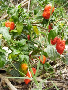 returning home to ghost peppers