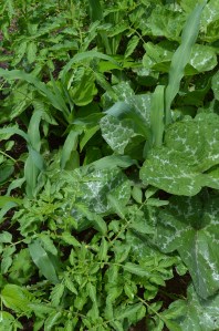 Glass Gem popcorn, Tigerella tomatos, Hawaiian Black Kabocha, Jimmy T's Okra, Rattlesnake pole bean...in harmony